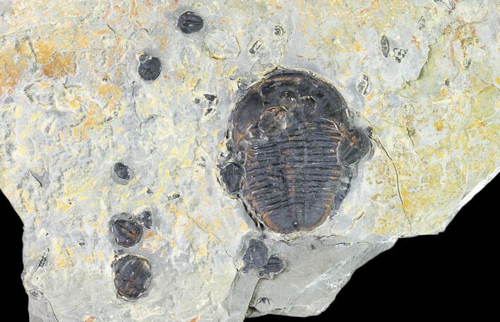Bolaspidella & Elrathia Trilobite Cluster - Utah #105527